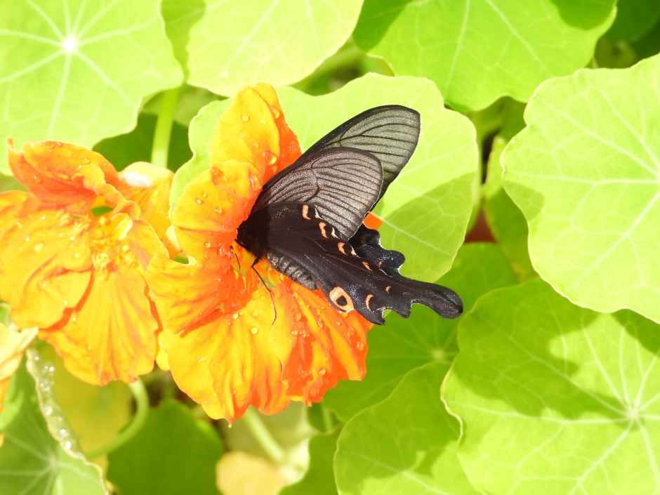 함평나비대축제