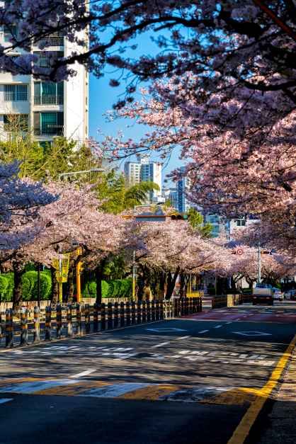 韓國全國各地會在每年櫻花綻放之際