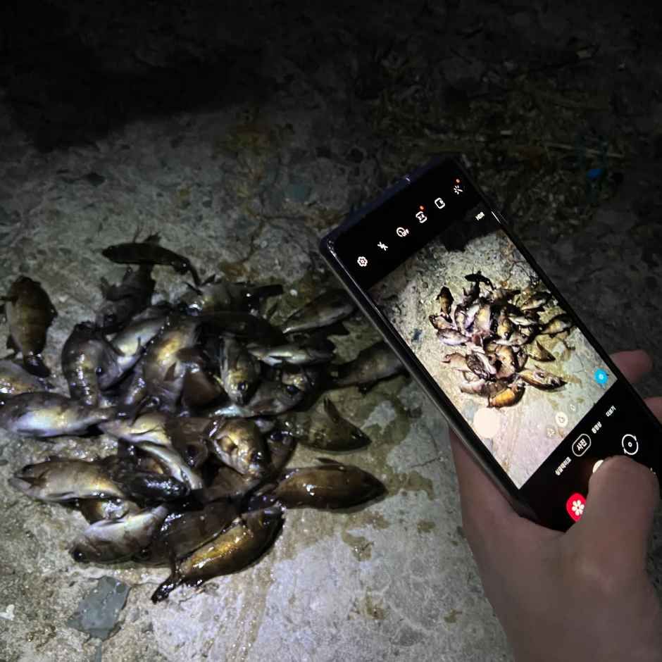 볼락 밤낚시 체험