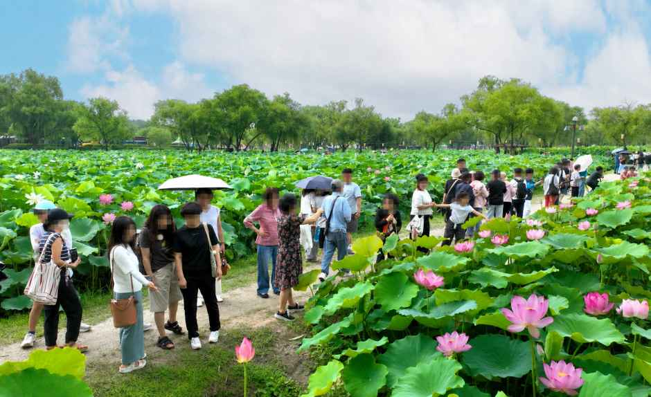 2026 부여서동연꽃축제 (8).png