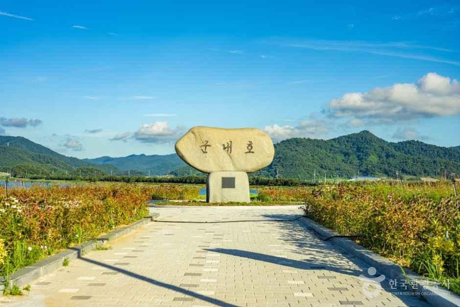 진도 고니류 도래지