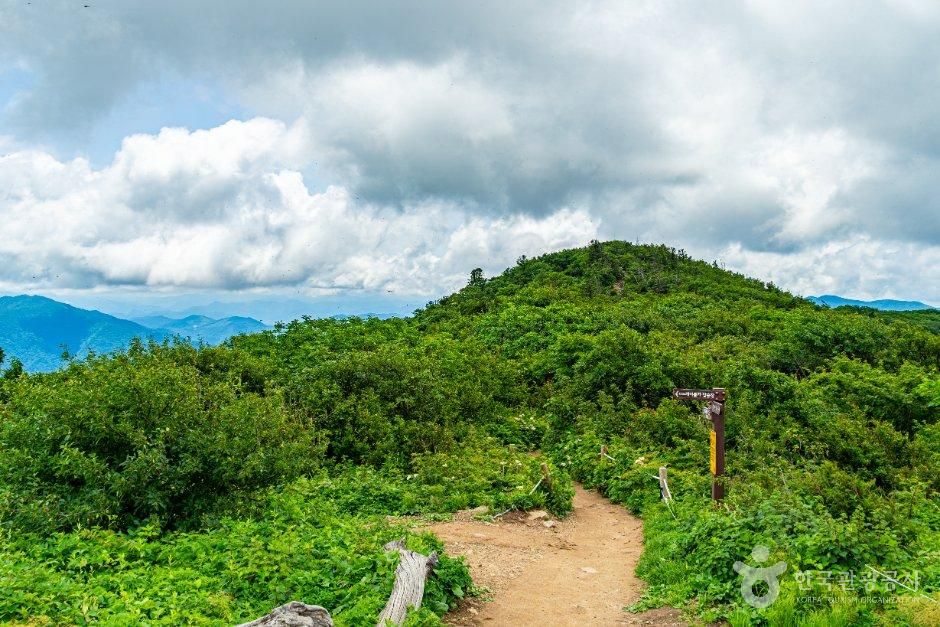 평창_발왕산 천년주목숲길 (2).jpg