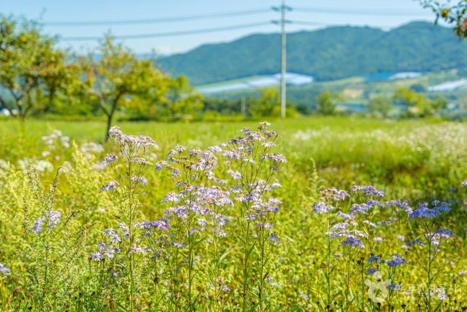 해안야생화공원