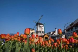 Four Seasons Garden (에버랜드 튤립가든)