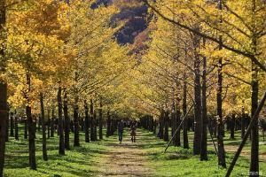 홍천 은행나무숲