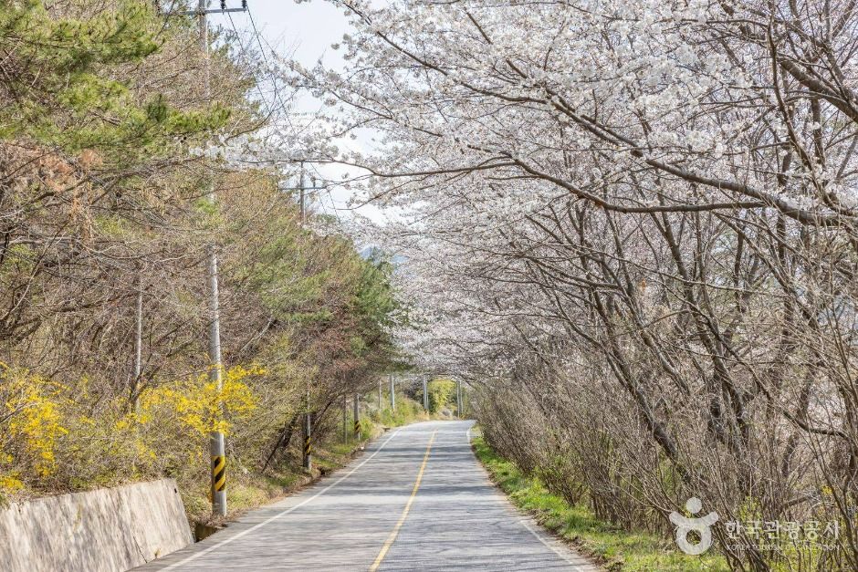 Naganeupseong Cherry Blossom Road