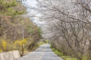 낙안읍성 벚꽃길