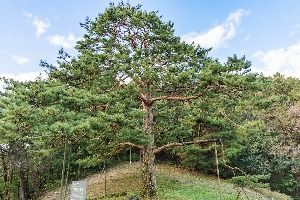 괴산 적석리 소나무 사진 2