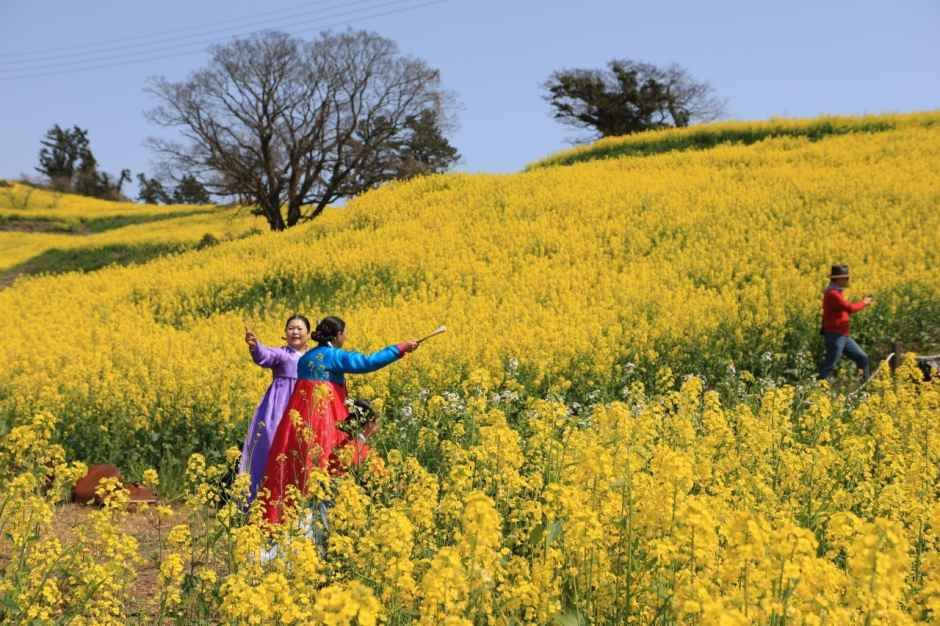 진도신비의바닷길축제