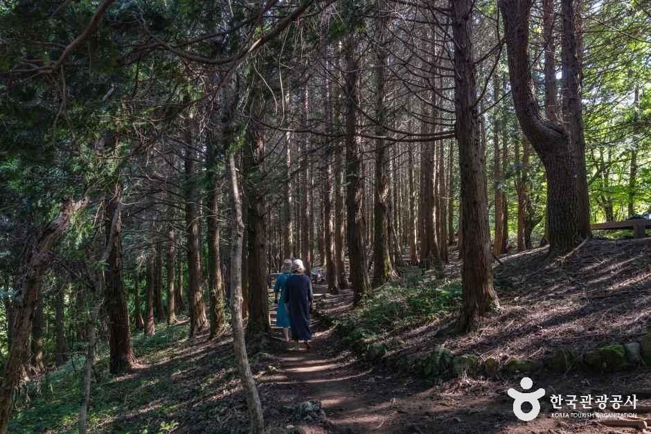 아라동 치유의 숲