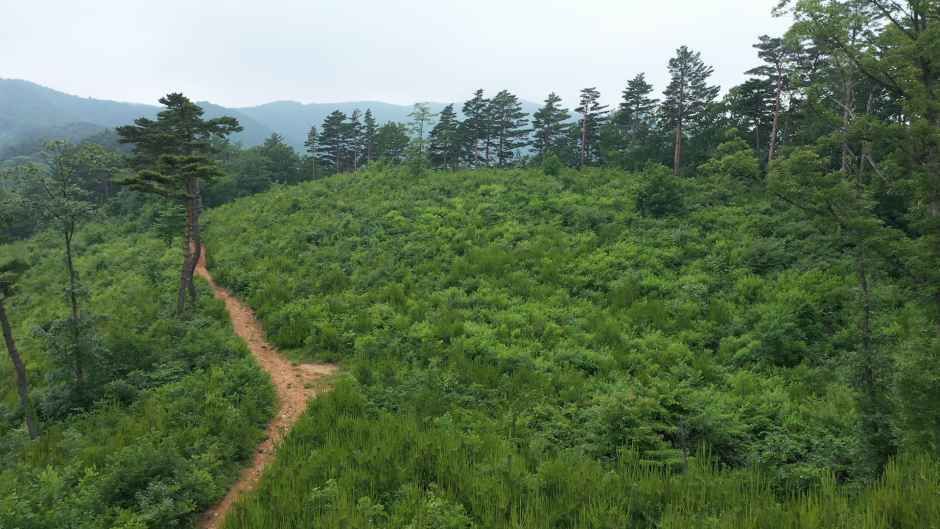 [白頭大幹 東海塩の道 第2区間] イギリョン トバジ道