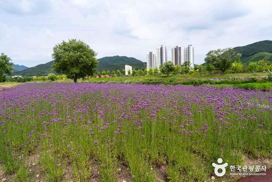 황룡강 생태공원 - 전남 장성군 장성읍 기산리 57-14 관광 명소