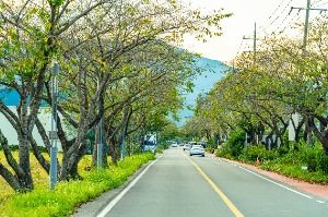 하동명품배거리