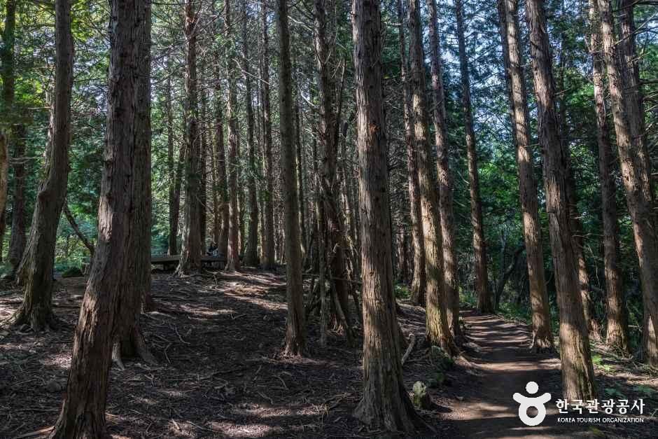 아라동 치유의 숲