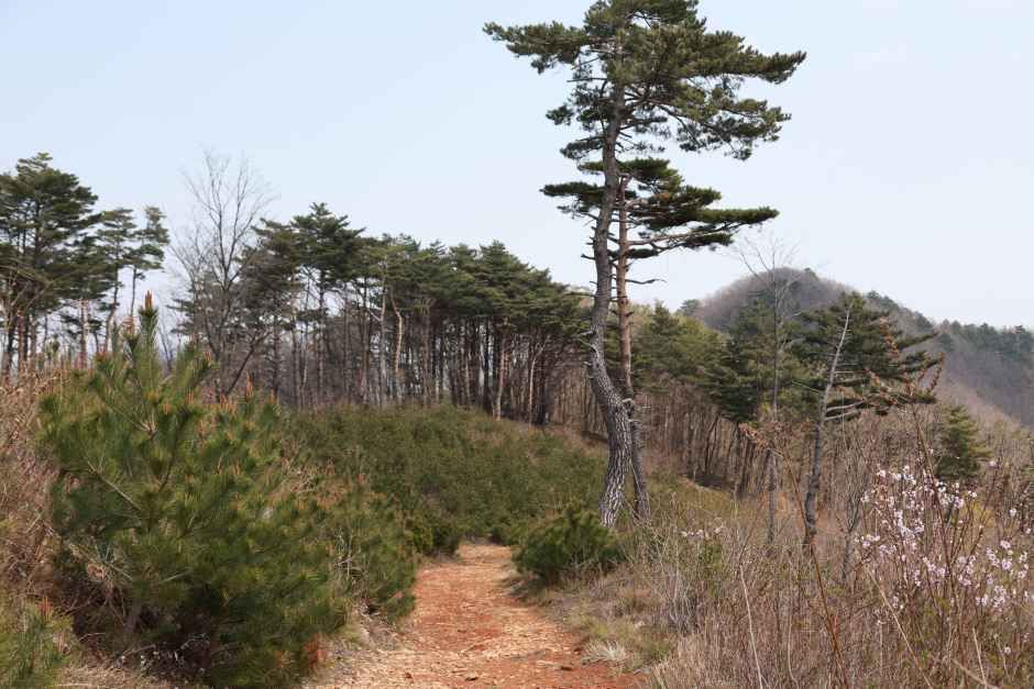 [백두대간 동해소금길 제2코스] 이기령 더바지길