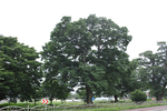 함평 대동면의 팽나무, 느티나무, 개서어나무의 줄나무