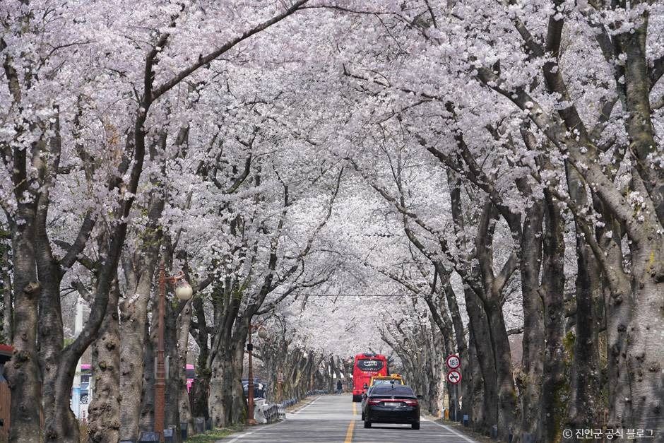 마이산 벚꽃길