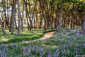 장항송림자연휴양림