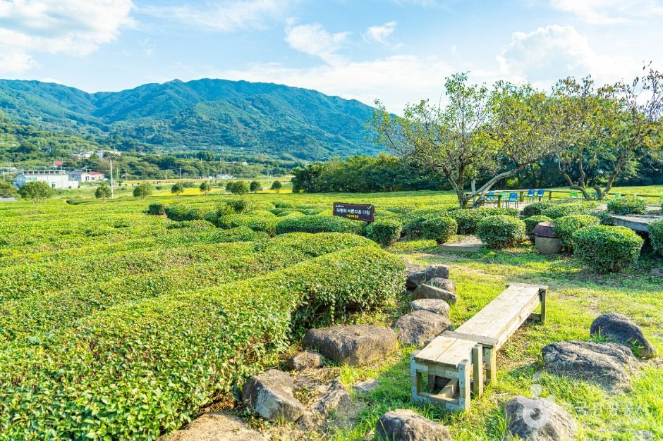 梅岩製茶園