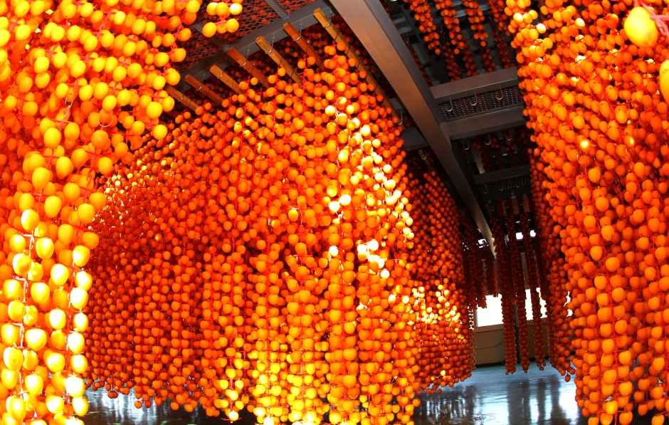 Haman Dried Persimmon Festival