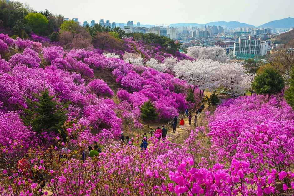 Azalea Hill in Bucheon