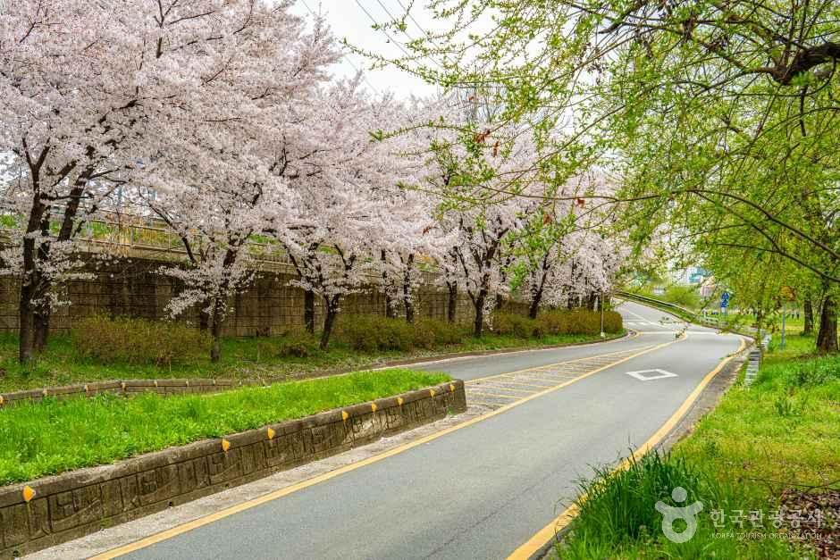 光州川桜の道