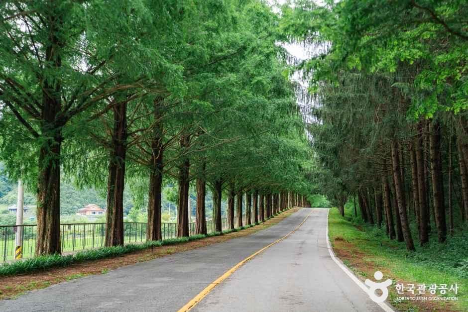 부귀 메타세쿼이아길 - 전북 진안군 부귀면 세동리 68-1 관광 명소
