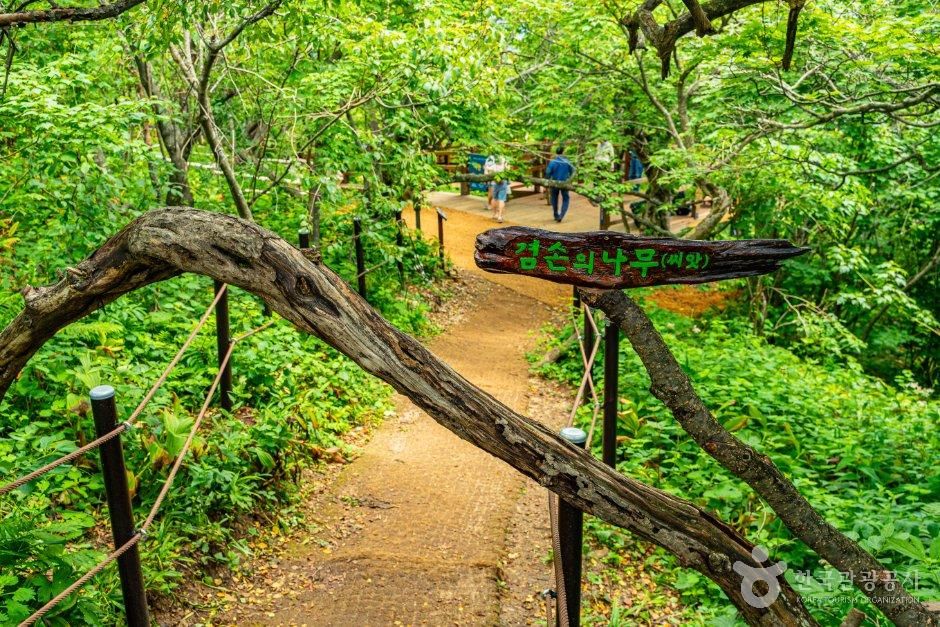 평창_발왕산 천년주목숲길 (4).jpg