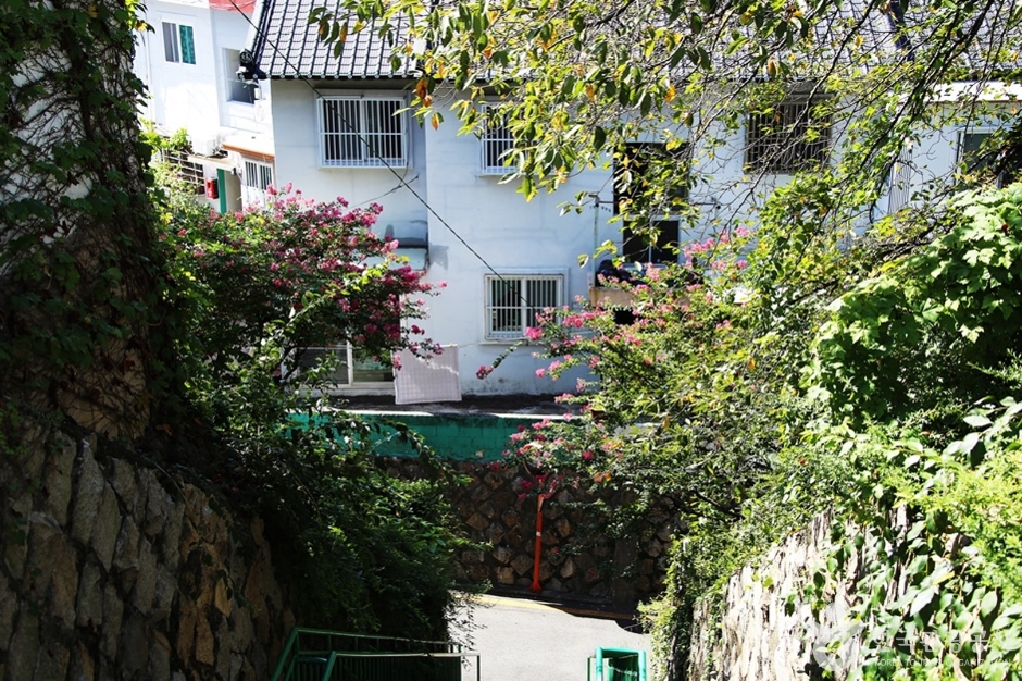 开金樱花路