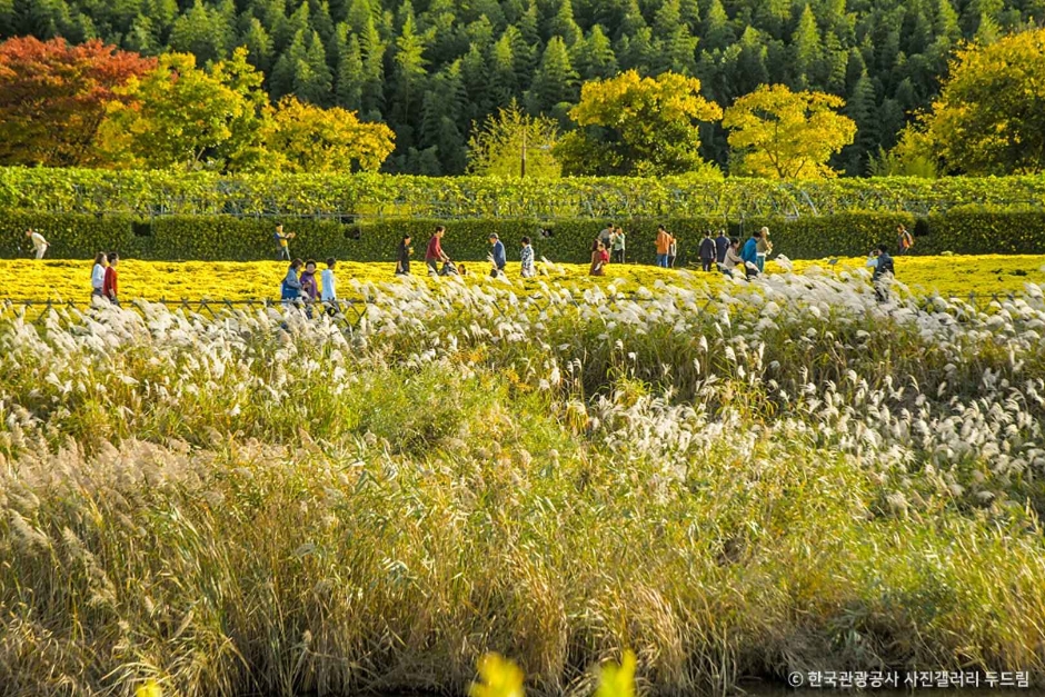Taehwagang National Garden (Simni Bamboo Grove Eunhasugil)