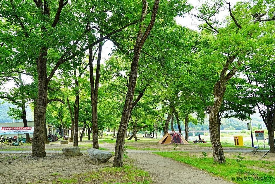 高灵新村林