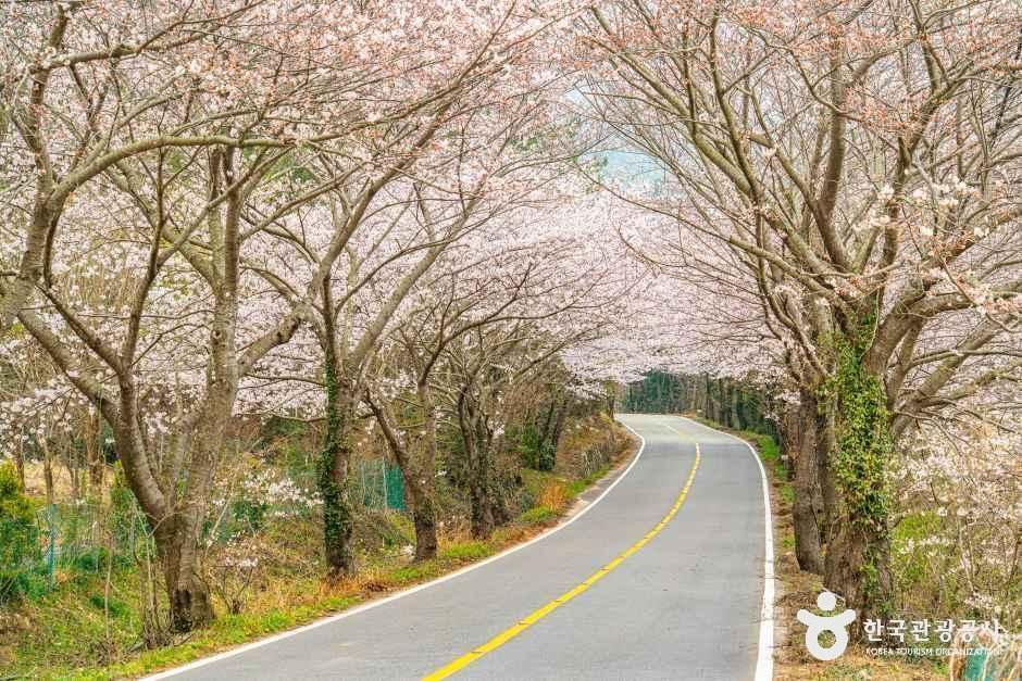 華陽面桜並木道