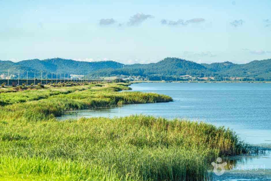 Jindo Swan Habitat