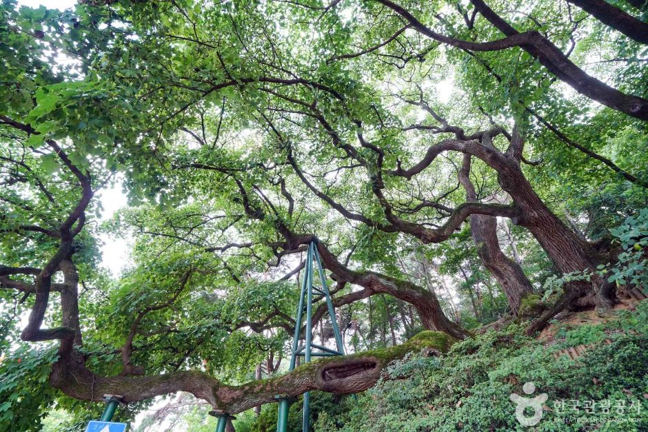 昌原 新方里 タラノキ群