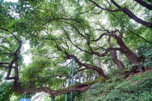 창원 신방리 음나무 군