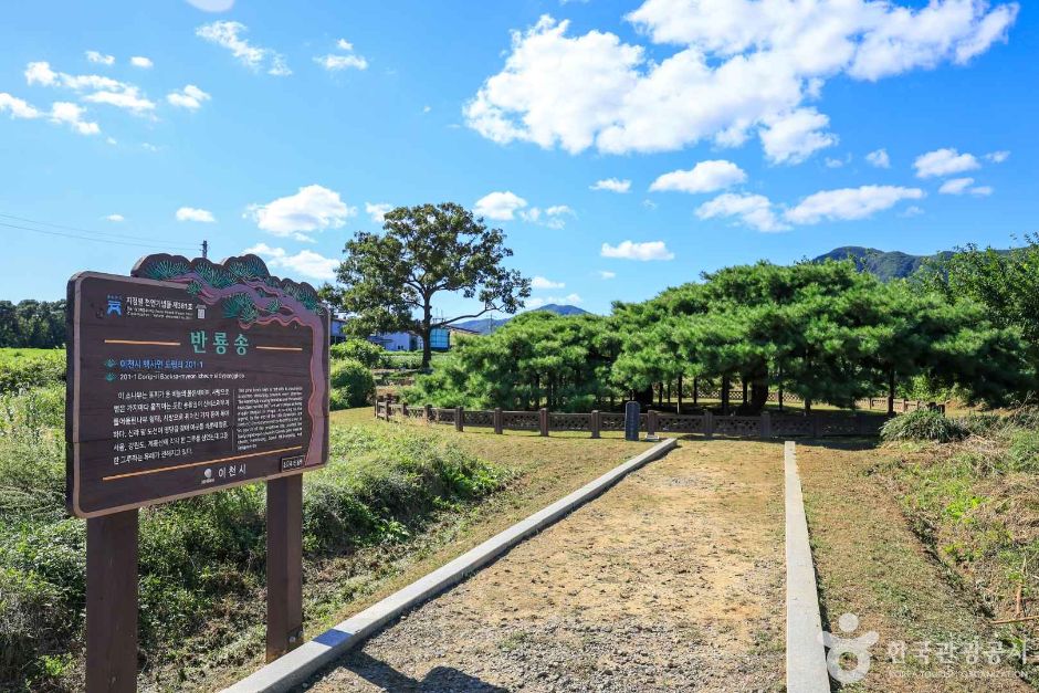 利川 道立里 蟠龍松