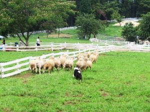 남해 상상양떼목장 편백숲