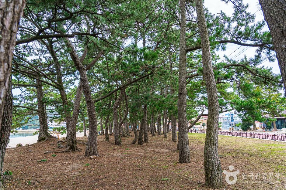 Haenam Songho-ri Pine Forest