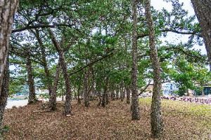 해남 송호리 해송림