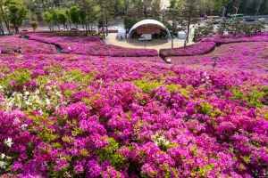 철쭉동산