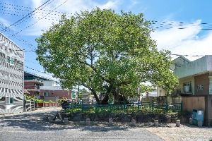 의성읍 도서동의 회나무