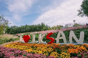 2025 익산천만송이 국화축제 3