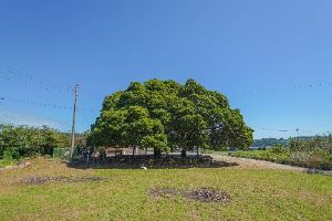 장흥 삼산리 후박나무