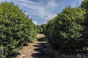 위미동백나무군락