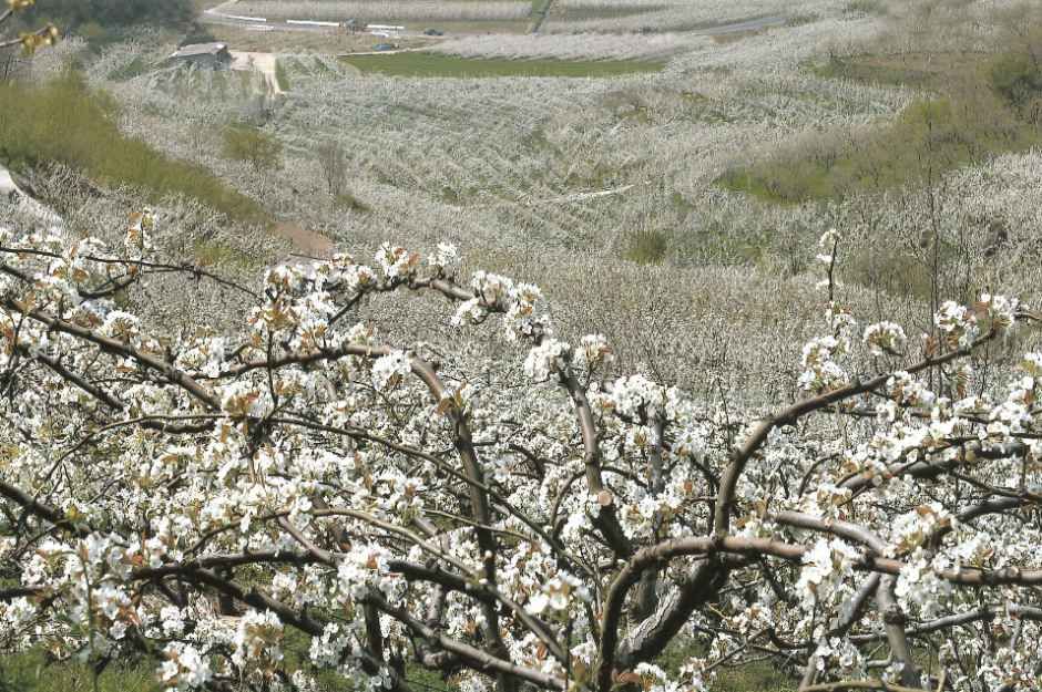[원주굽이길 12코스] 무실과수원길