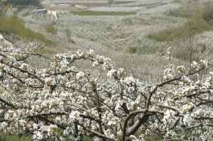 [원주굽이길 12코스] 무실과수원길