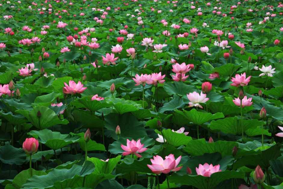 洗美園 蓮文化祭