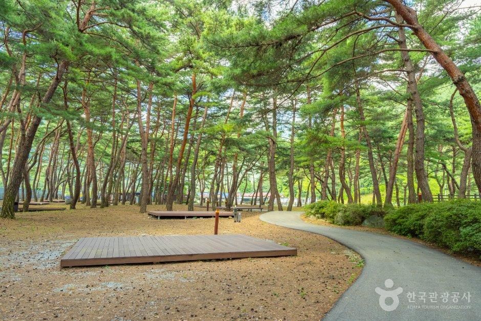회동솔향캠핑장