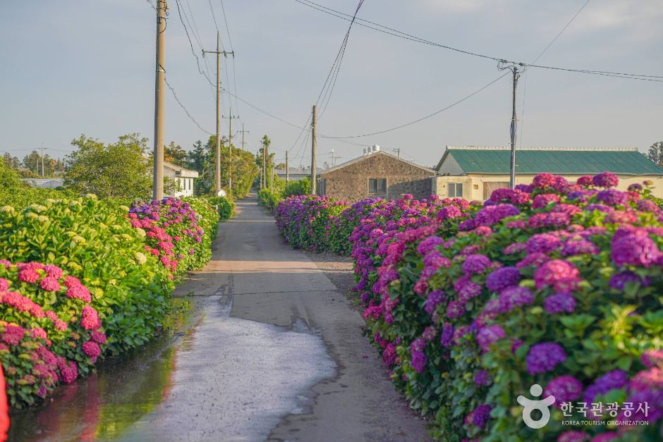 安城里绣球花路