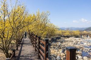 구례 산수유마을